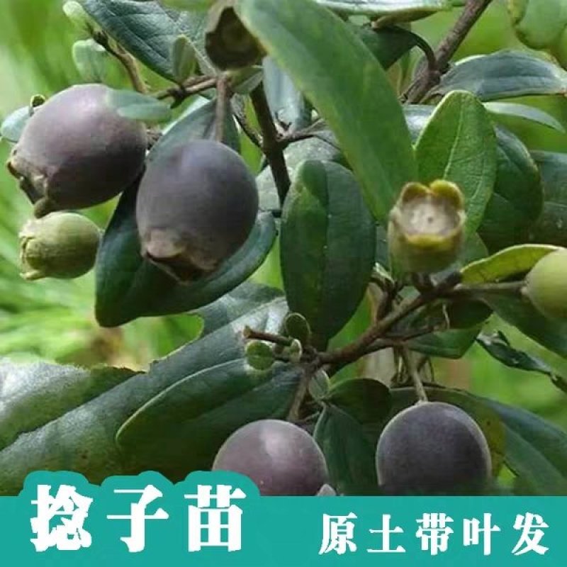 广西桃金娘果苗野山捻子果树山花烂漫果阳台盆栽庭院四季种植