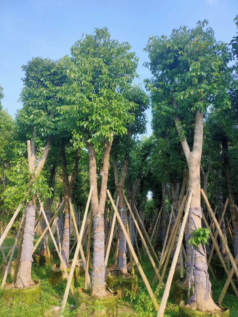 樟树公园专用乔木大量出售
