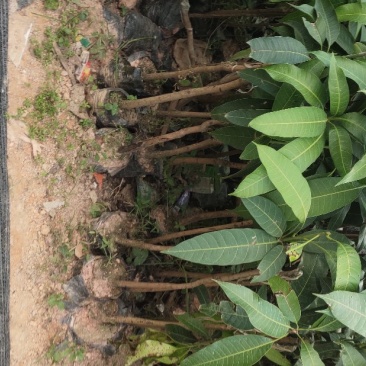 金煌芒果苗，木苗，地苗都有