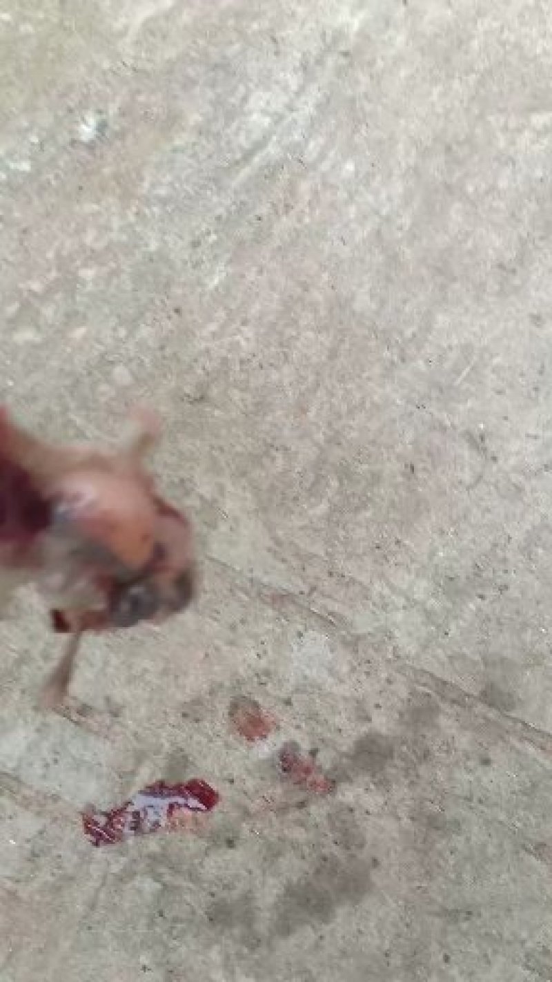 云斑茴（假黄辣丁）自产自销，钓鱼人的**，狂口！