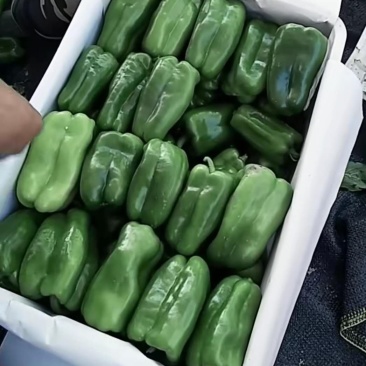 尖椒太空椒