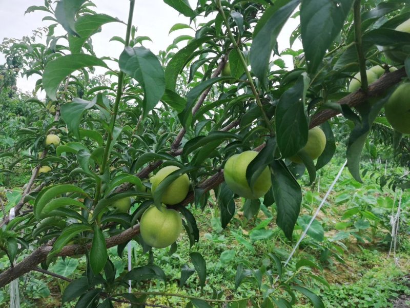 蜂糖李（李中贵族）四川高山种植、青皮黄肉