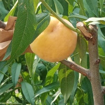 黄桃子