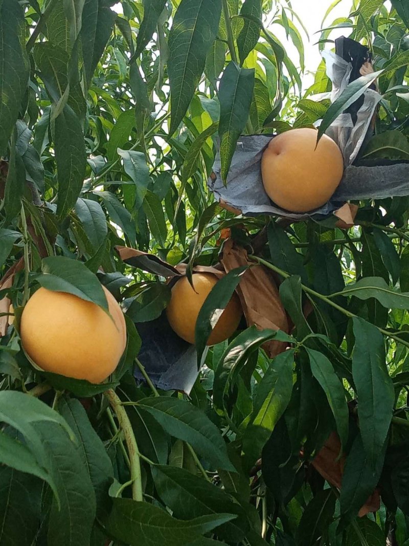 黄桃子