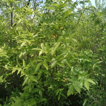 花椒苗，基地直供，保存活，保质量，死苗免费补发。