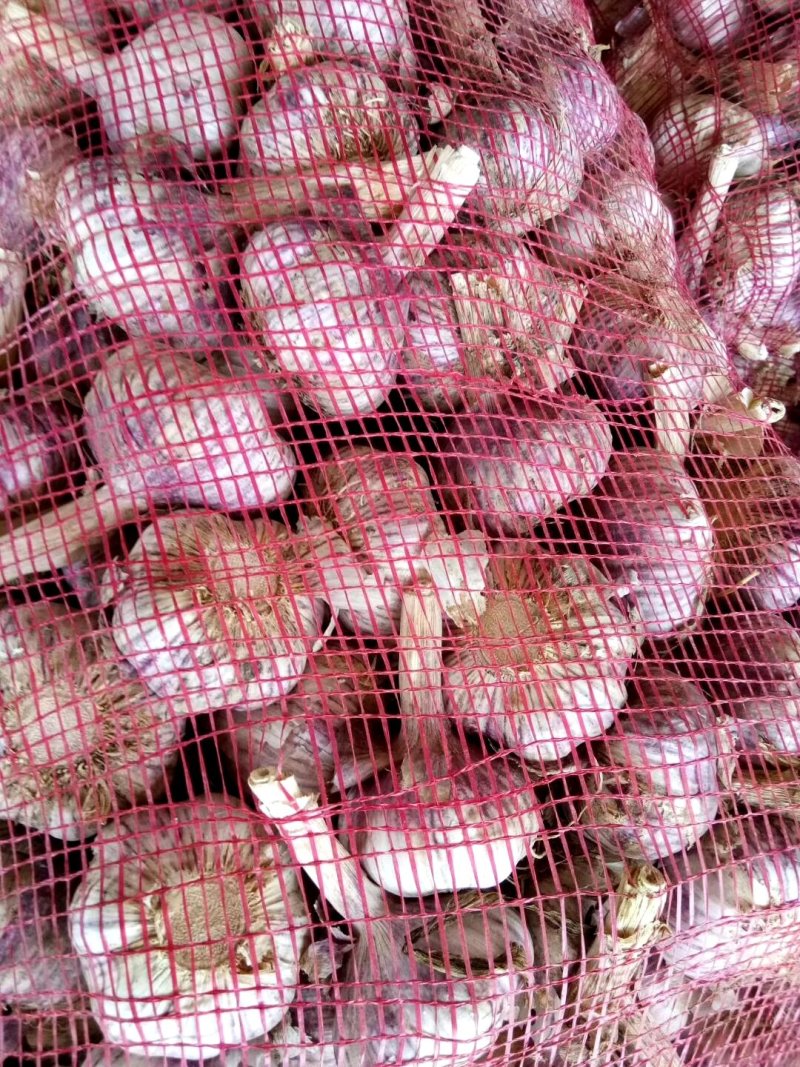 金乡大蒜精挑细选1吨起发货，都是金乡新蒜