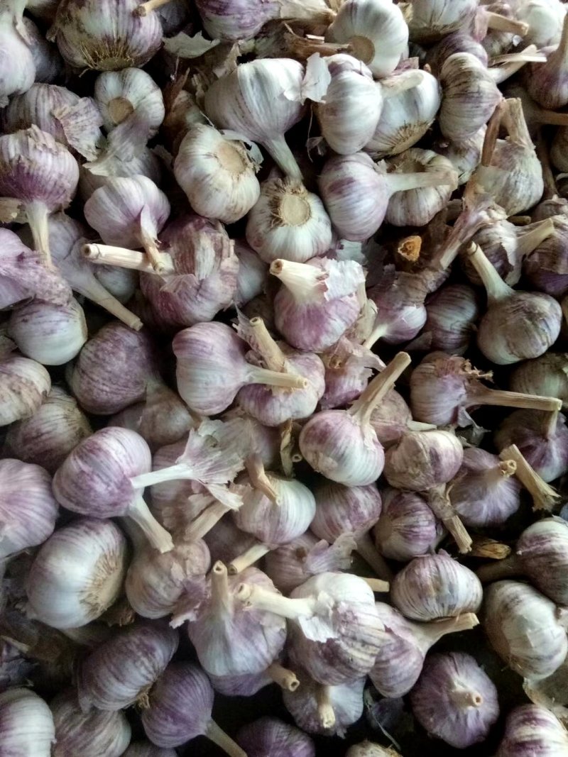 金乡大蒜精挑细选1吨起发货，都是金乡新蒜