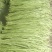 青豇豆