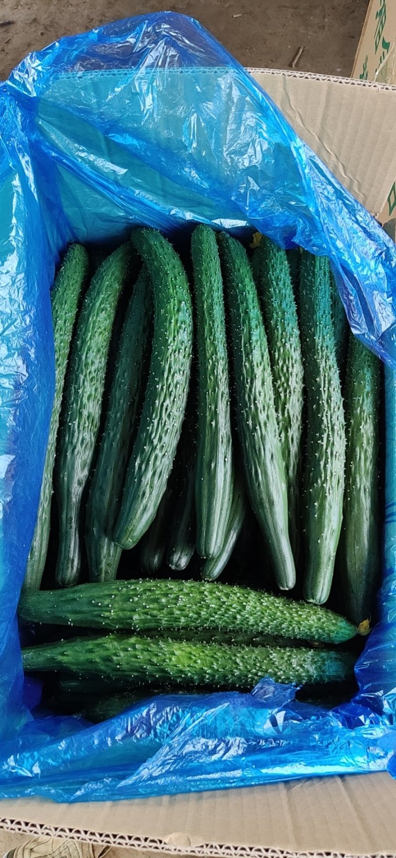 大量黄瓜