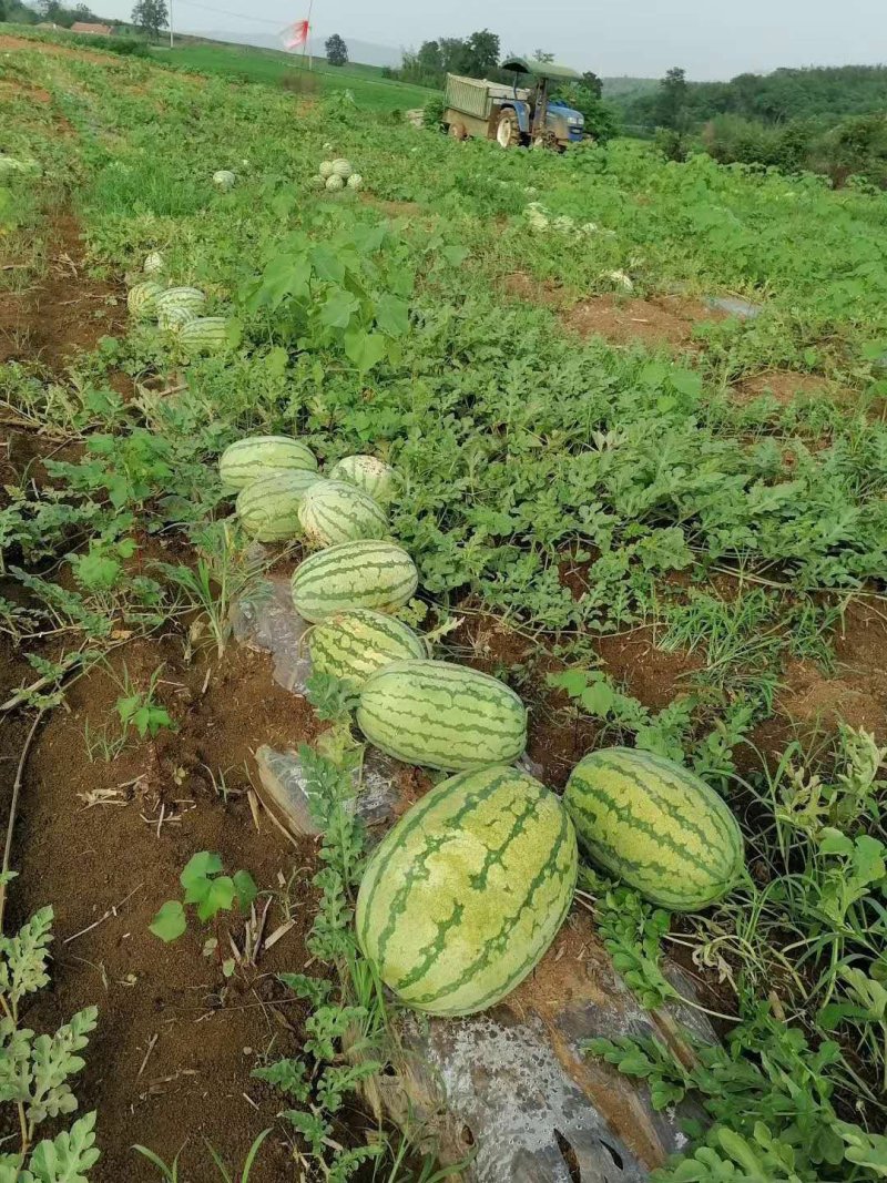 西瓜湖北西瓜金城五号皮薄耐运输糖度高石头瓜砂地瓜