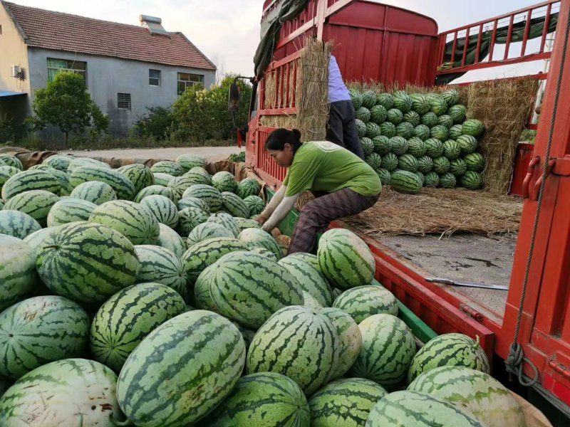 西瓜湖北西瓜金城五号皮薄耐运输糖度高石头瓜砂地瓜