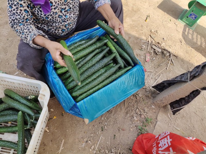 春秋黄瓜18~22公分干花带刺