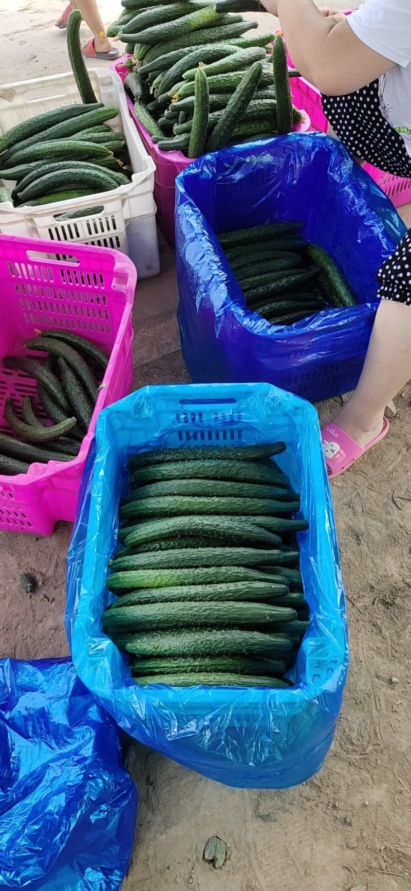 春秋黄瓜18~22公分干花带刺