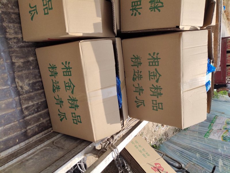 春秋黄瓜18~22公分干花带刺