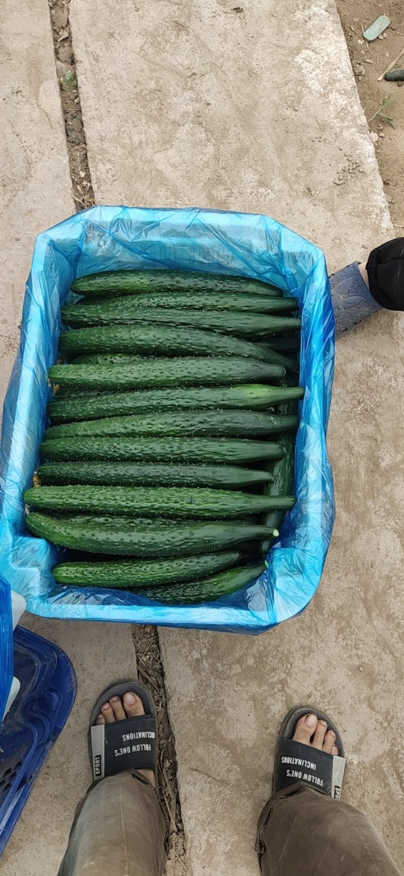 春秋黄瓜18~22公分干花带刺