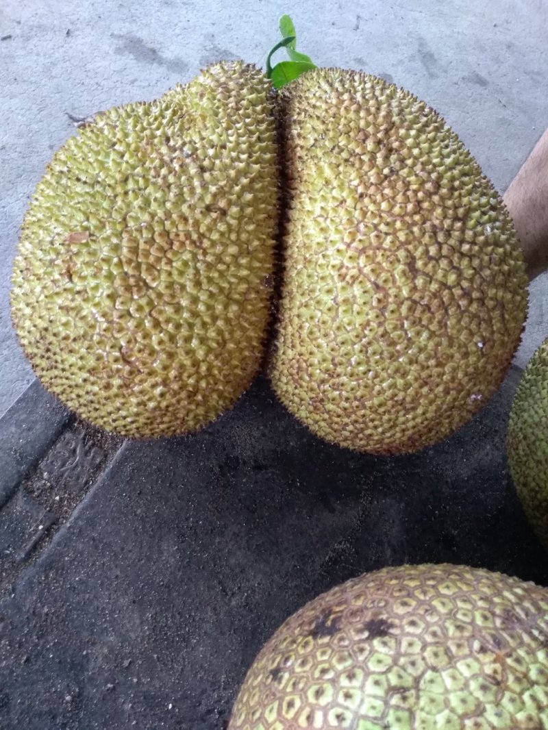 菠萝蜜