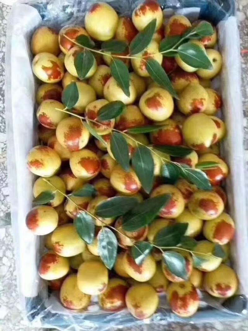 冬枣