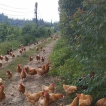 批发与零售腐竹碎沫与豆渣一起发酵的豆渣