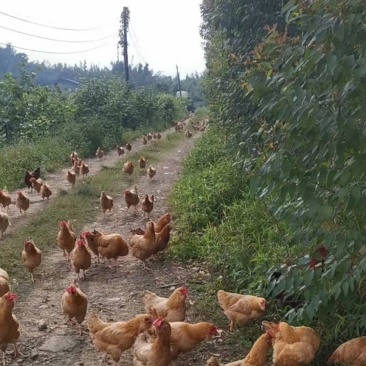 批发与零售腐竹碎沫与豆渣一起发酵的豆渣
