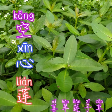 贵州毕节古夜郎大地野生中药材莲子草喜旱莲子草