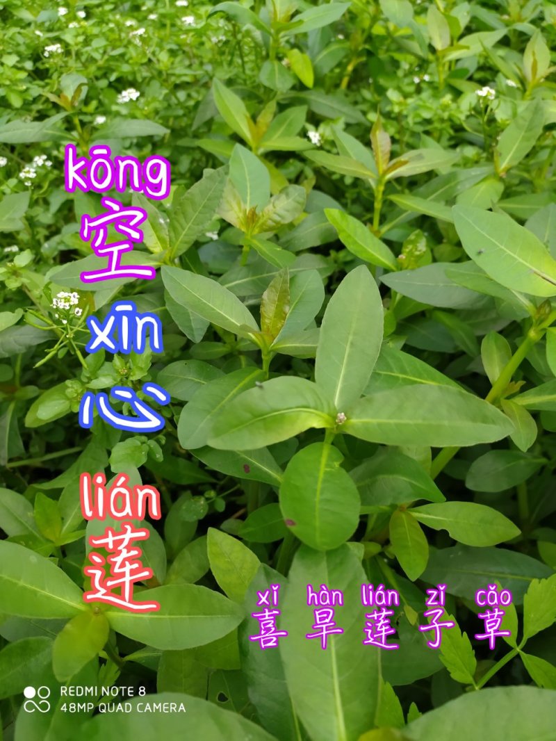 贵州毕节古夜郎大地野生中药材莲子草喜旱莲子草