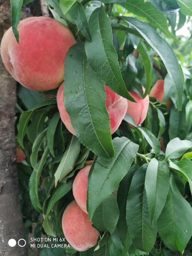 不软桃