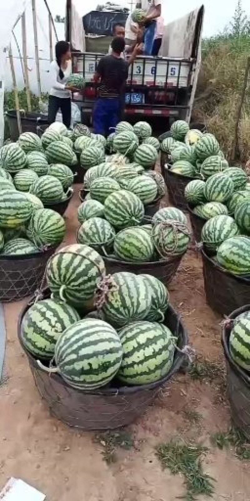 夏县精品美都西瓜现摘糖度高，果型好二茬有籽大量上市中，