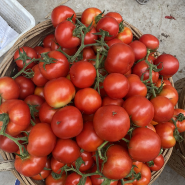 大棚蔬菜种植基地，石头果，四弧以上，0.7走车价