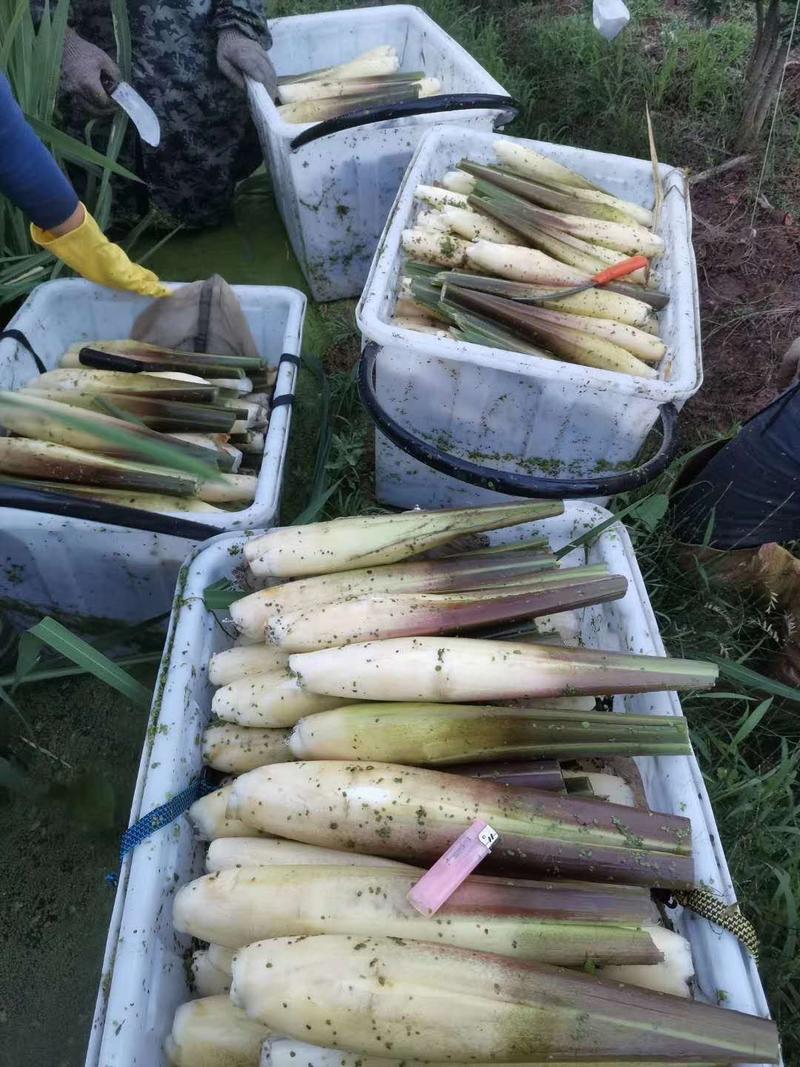 高山茭白，万亩茭白实力代办，诚信第一，质量有保证