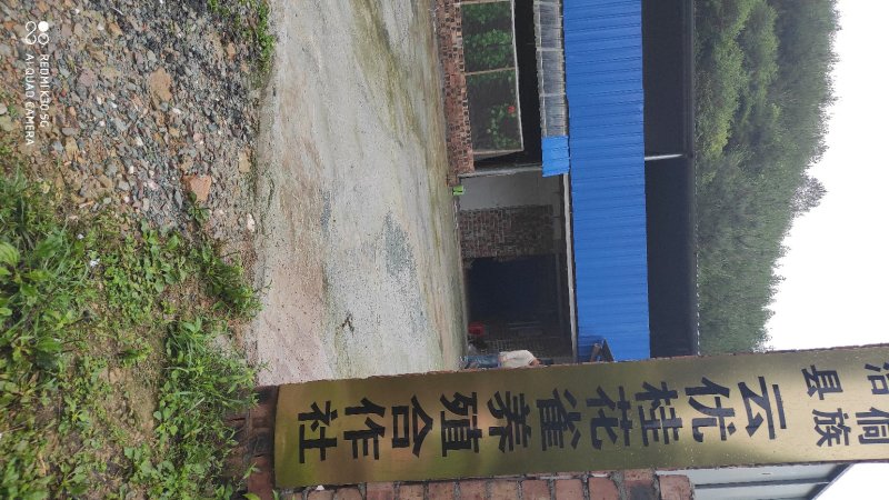 芦丁鸡白条