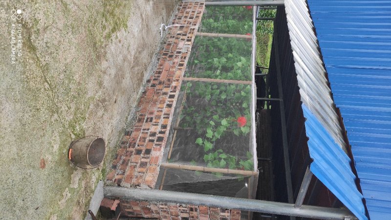 芦丁鸡白条