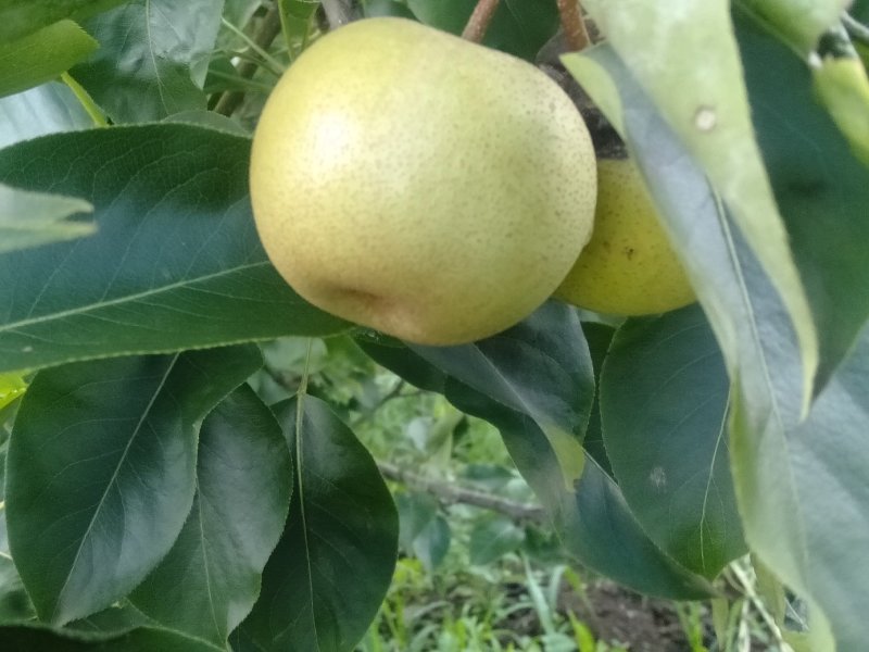 金秀桂花梨，脆口新鲜，糖分充足，当夏正合吃，