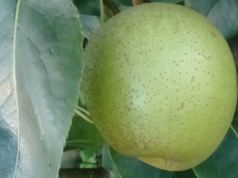 金秀桂花梨，脆口新鲜，糖分充足，当夏正合吃，