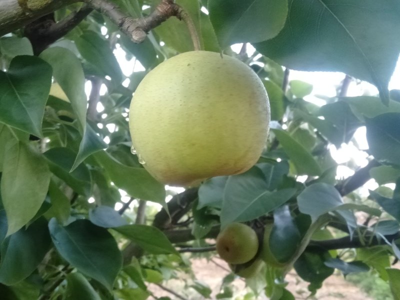 金秀桂花梨，脆口新鲜，糖分充足，当夏正合吃，