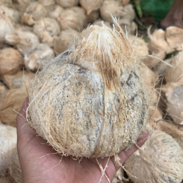 海南椰子新鲜毛椰子,厂家直销