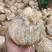 海南椰子新鲜毛椰子，厂家直销