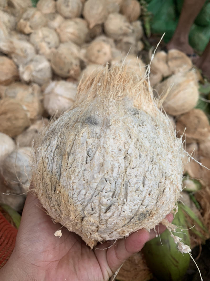 海南椰子新鲜毛椰子，厂家直销