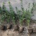 迎春！（迎春苗）绿化迎春苗！种植基地！基地直发！耐运输