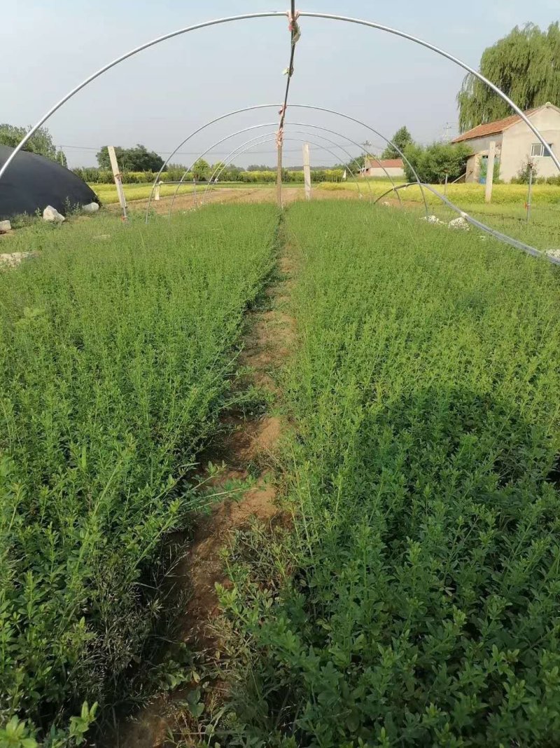 迎春！（迎春苗）绿化迎春苗！种植基地！基地直发！耐运输