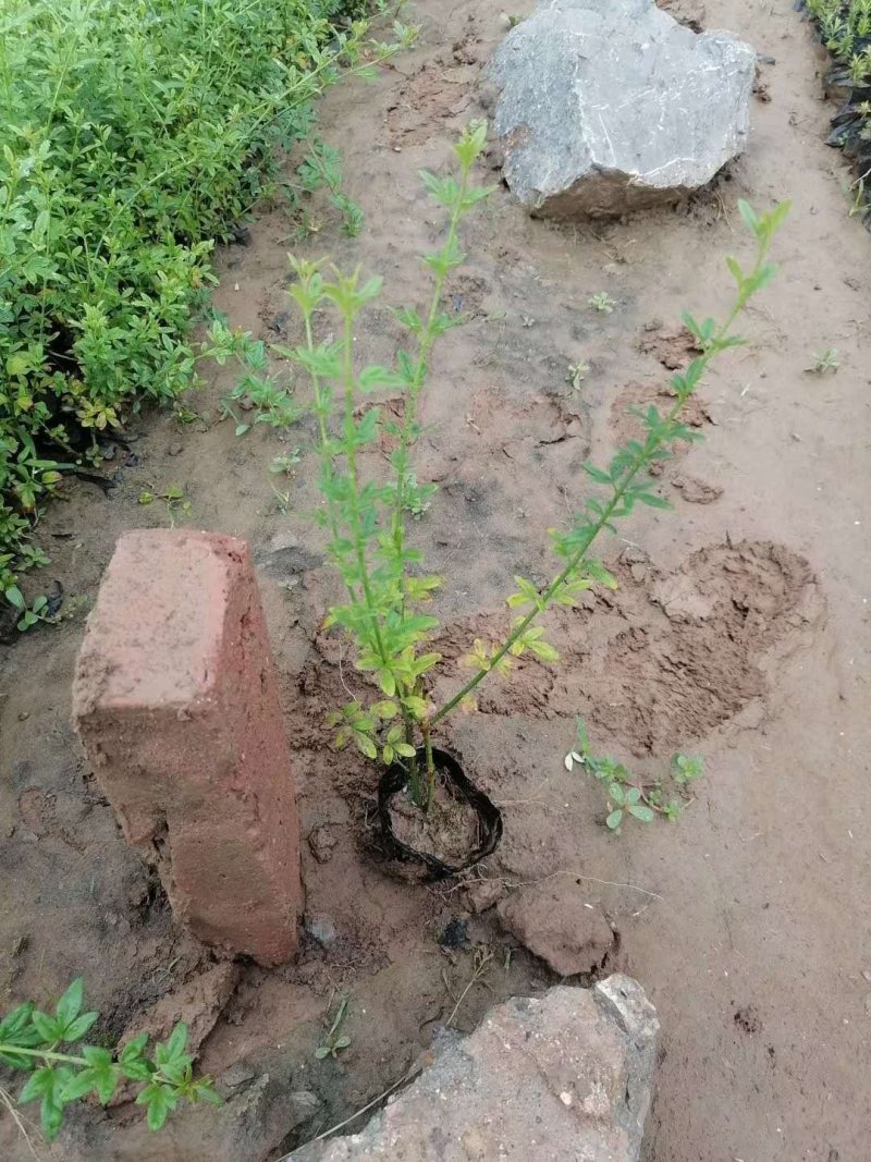 迎春！（迎春苗）绿化迎春苗！种植基地！基地直发！耐运输