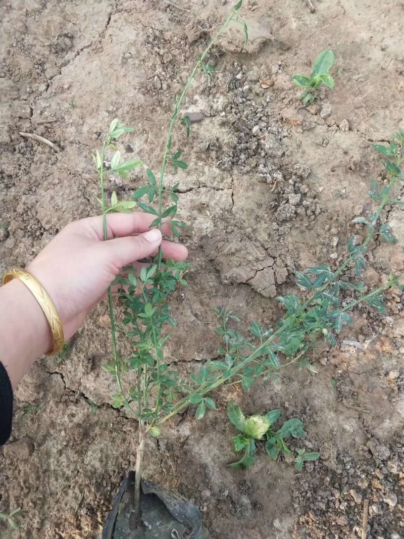 迎春！（迎春苗）绿化迎春苗！种植基地！基地直发！耐运输