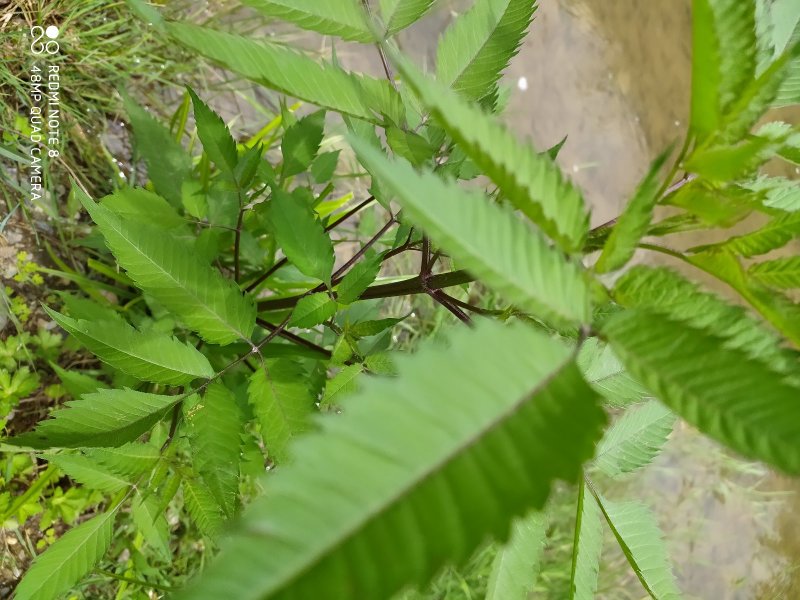 贵州毕节古夜郎大地野生中药材鬼针草一把针