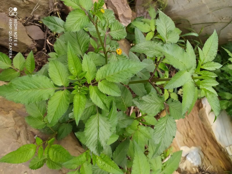 贵州毕节古夜郎大地野生中药材鬼针草一把针