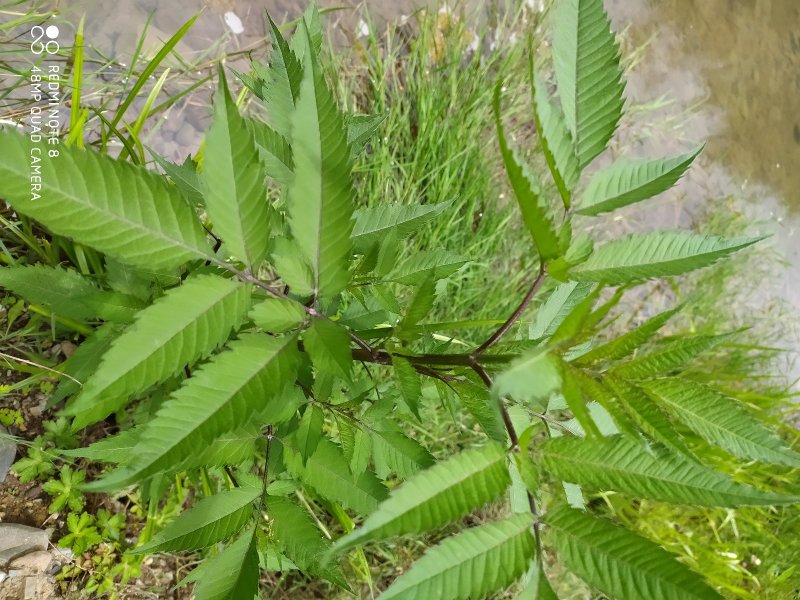 贵州毕节古夜郎大地野生中药材鬼针草一把针