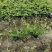 四川满天星满天星价格满天星杯苗报价量大从优