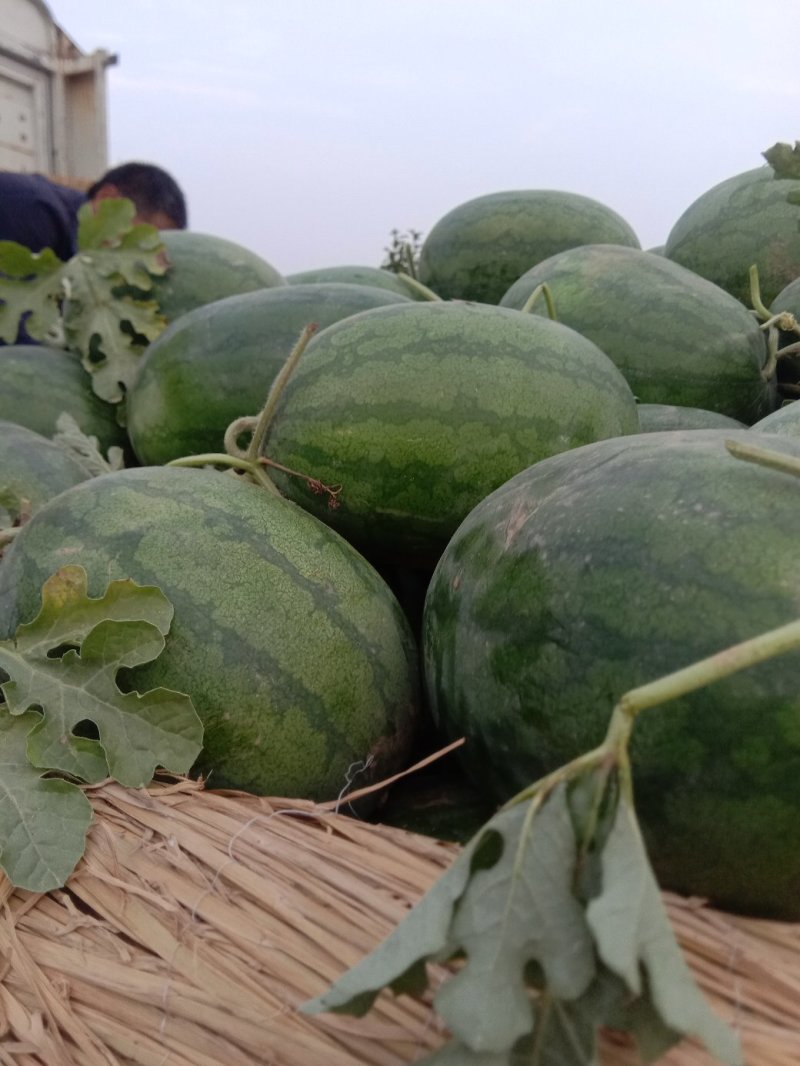 开封通许龙卷风，大量上市了，品质好，甜度高无嫁接