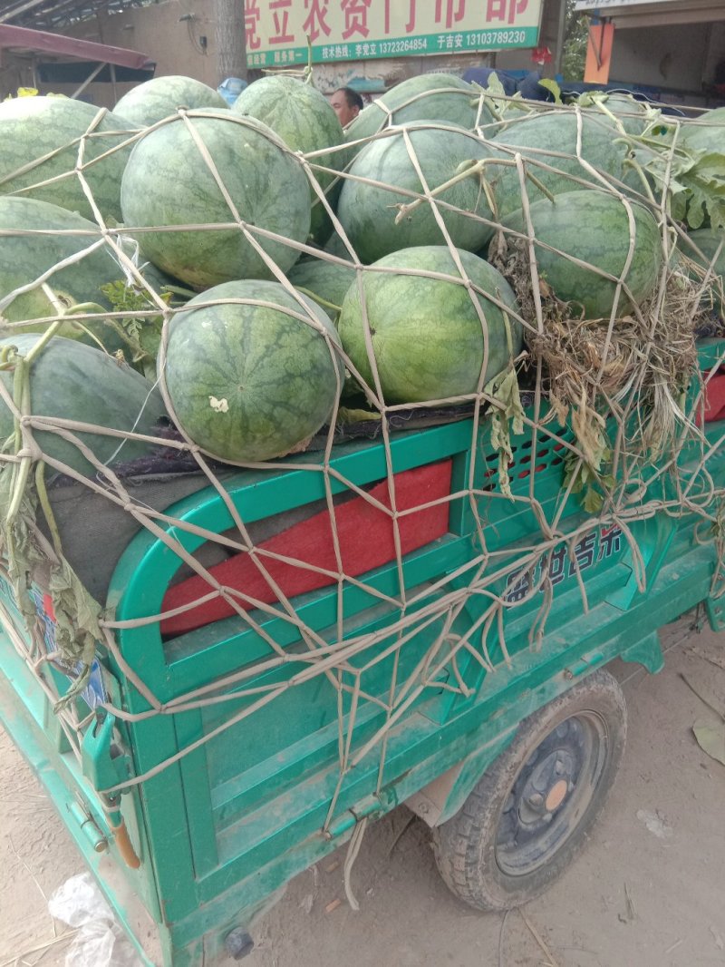 开封通许龙卷风，大量上市了，品质好，甜度高无嫁接