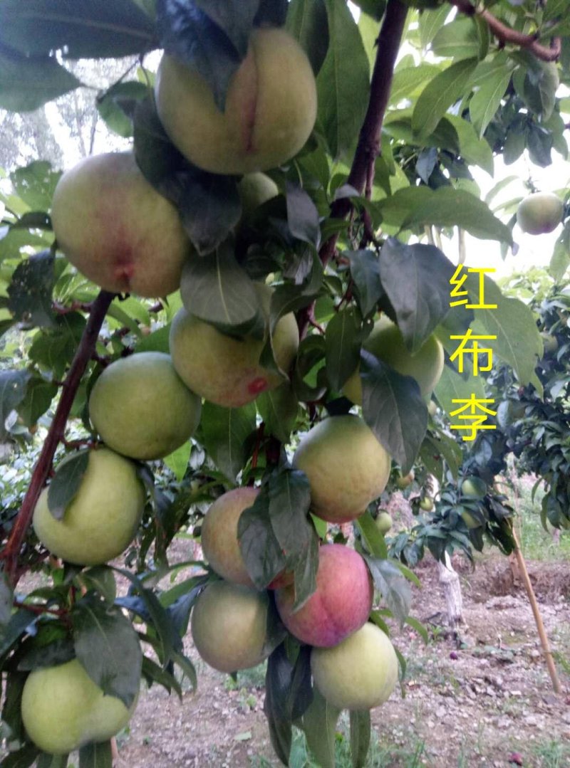 黑布郎黑总统现货河南露天黑琥珀黑宝石红布林上市