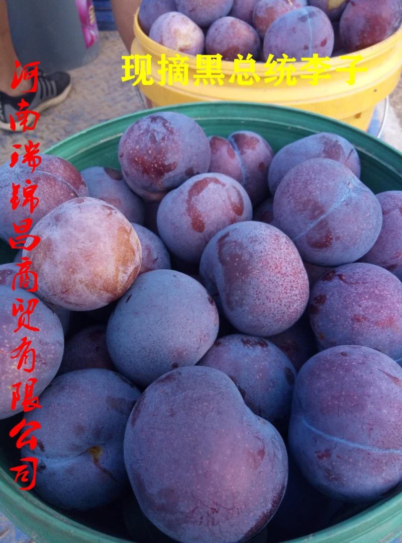 黑布郎黑总统现货河南露天黑琥珀黑宝石红布林上市