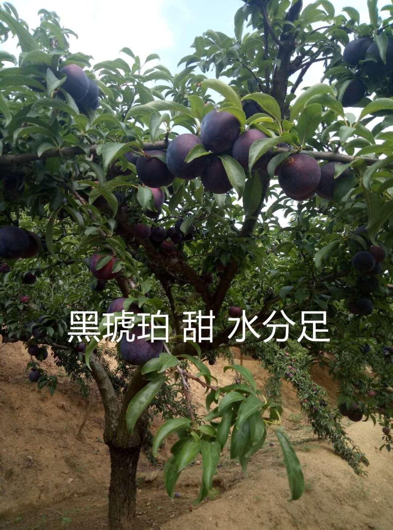 黑布郎黑总统现货河南露天黑琥珀黑宝石红布林上市